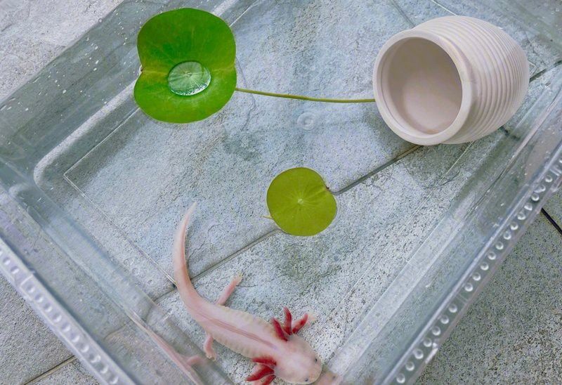 六角龍多久換一次水