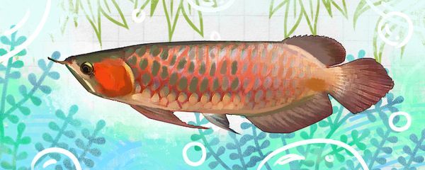 紅龍魚喂小魚好不好養(yǎng)（關(guān)于紅龍魚飼養(yǎng)的一些關(guān)鍵點）