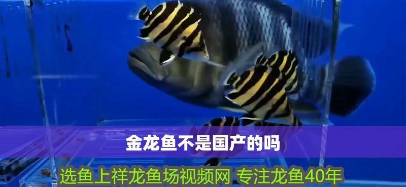 金龍福龍魚是雜牌子還是名牌