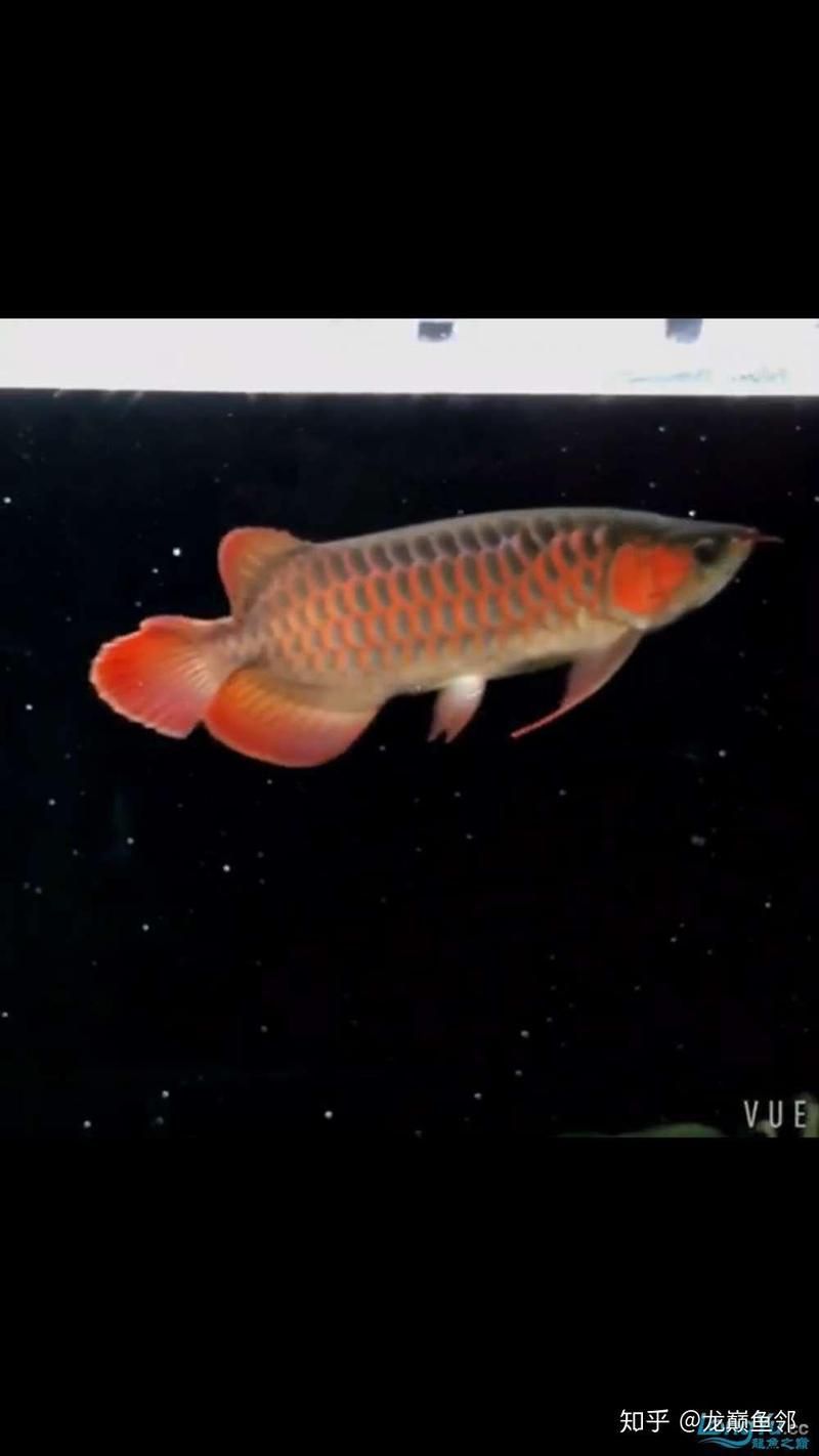 如何判斷紅龍魚苗是否健康？ 如何判斷紅龍魚苗是否健康？ 龍魚百科 第2張