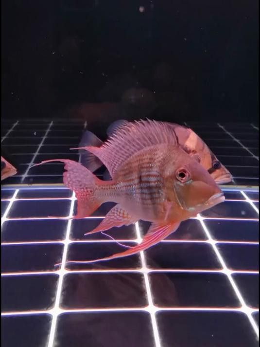 元寶鳳凰能和龍魚混養嗎圖片 元寶鳳凰能和龍魚混養嗎圖片 龍魚百科 第19張