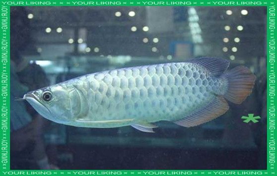 銀龍魚幼崽圖片 銀龍魚幼崽圖片 龍魚百科 第25張