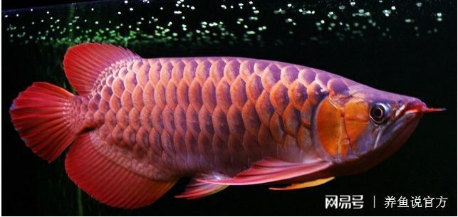 龍魚發色用6700k還是13000k（6700k和13000k燈光對龍魚發色效果的影響）