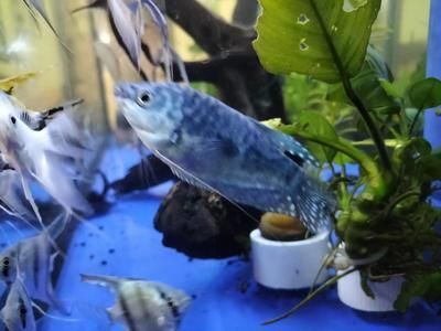 為什么龍魚換水后不能喂食了：龍魚換水后不能喂食的原因