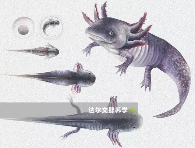 六角恐龍魚吃什么飼料：六角恐龍魚吃什么食物