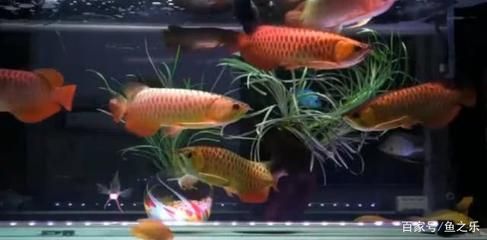 龍魚游到魚缸底部了：如何判斷龍魚是否受到驚嚇