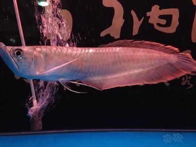 龍魚眼珠白了一個點：龍魚眼珠出現白點可能是由于以下幾個原因，養魚人士的幫助