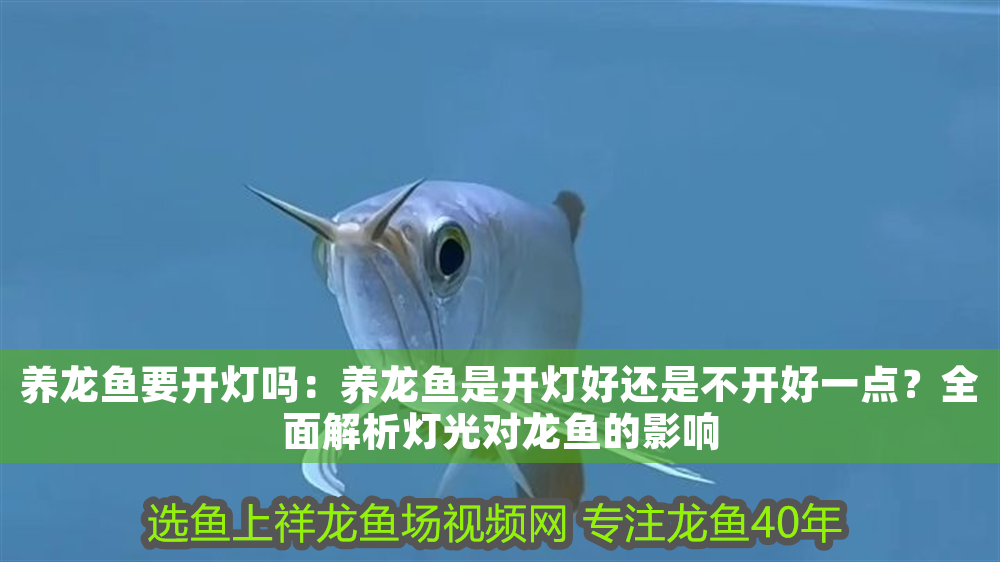 養龍魚要開燈嗎：養龍魚是開燈好還是不開好一點？全面解析燈光對龍魚的影響