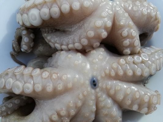 黃金雷龍魚吃什么（如何訓食黃金雷龍魚）