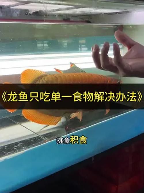 龍魚訓食飼料