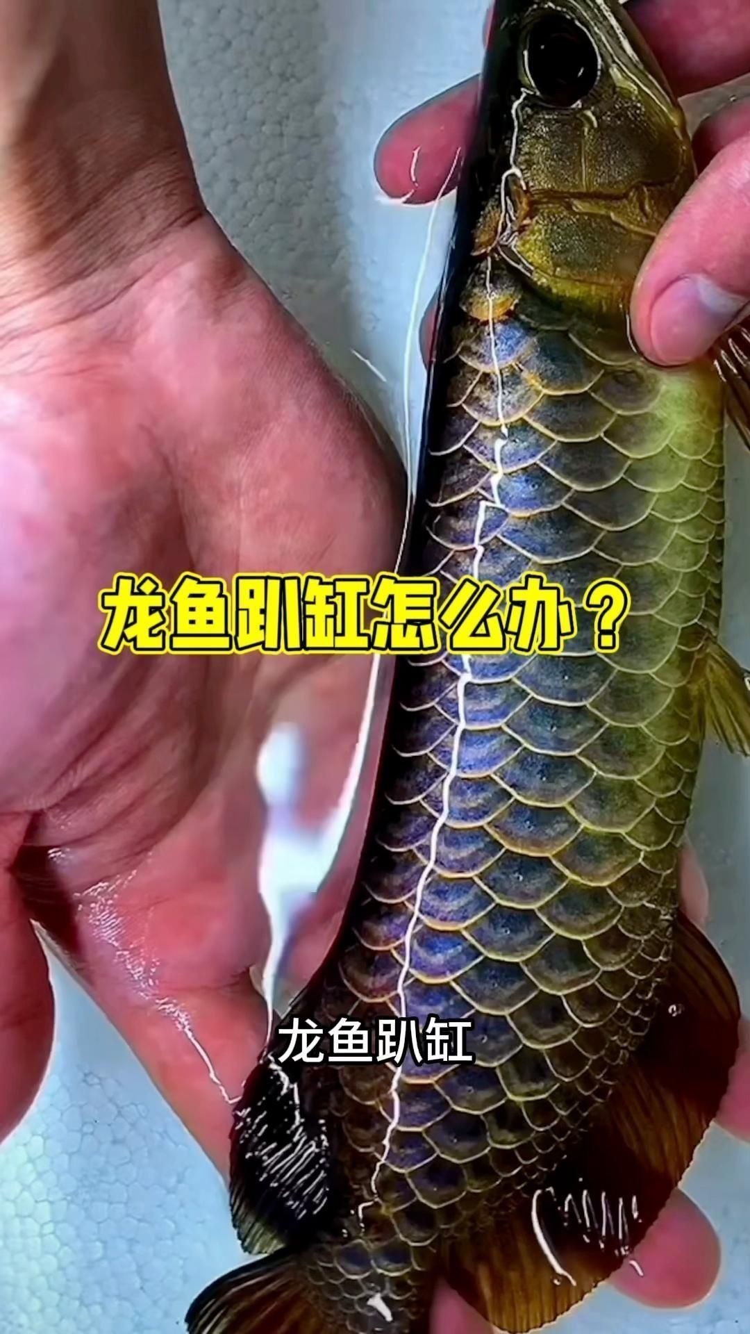 銀龍魚趴缸多久會恢復？