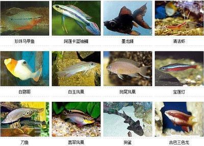 巴龍魚是什么魚種類：巴龍魚分布區域 巴龍魚是什么魚種類：巴龍魚分布區域 龍魚百科 第2張
