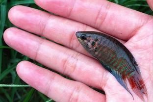 巴龍魚是什么魚種類：巴龍魚分布區域 巴龍魚是什么魚種類：巴龍魚分布區域 龍魚百科 第3張