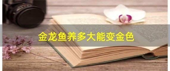 金龍魚要怎么養才容易發金色，如何讓金龍魚更容易發色