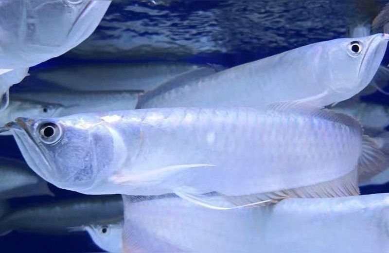 黃化銀龍魚壽命多少年