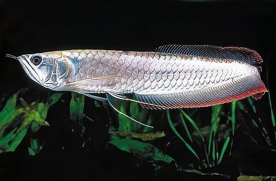 黃化銀龍魚壽命多少年