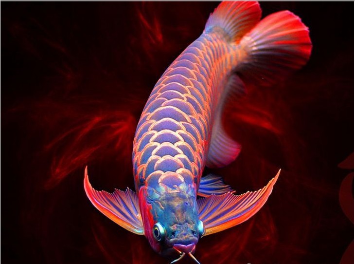 第一次喂活食魚缸都差點撞爆