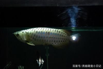 龍魚(yú)飼養(yǎng)技術(shù)要點(diǎn)總結(jié)報(bào)告范文怎么寫(xiě)？：龍魚(yú)飼養(yǎng)技術(shù)要點(diǎn)總結(jié)報(bào)告范文怎么寫(xiě)龍魚(yú)飼養(yǎng)技術(shù)要點(diǎn)