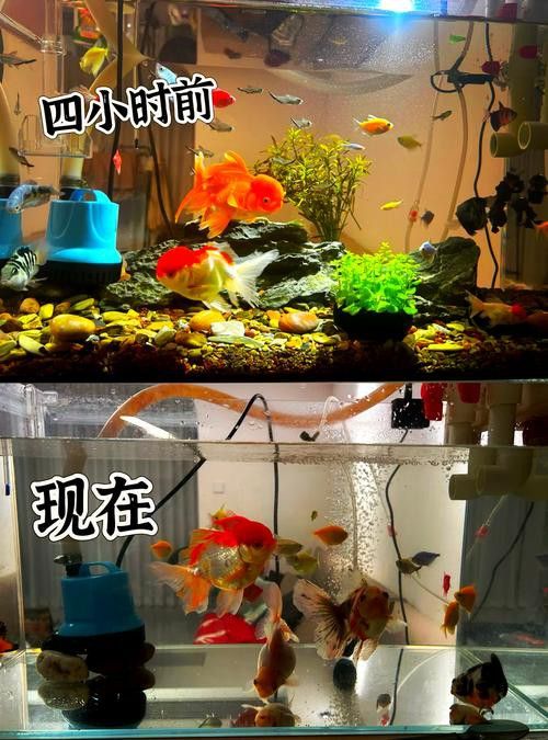 養龍魚是裸缸好還是放石頭好