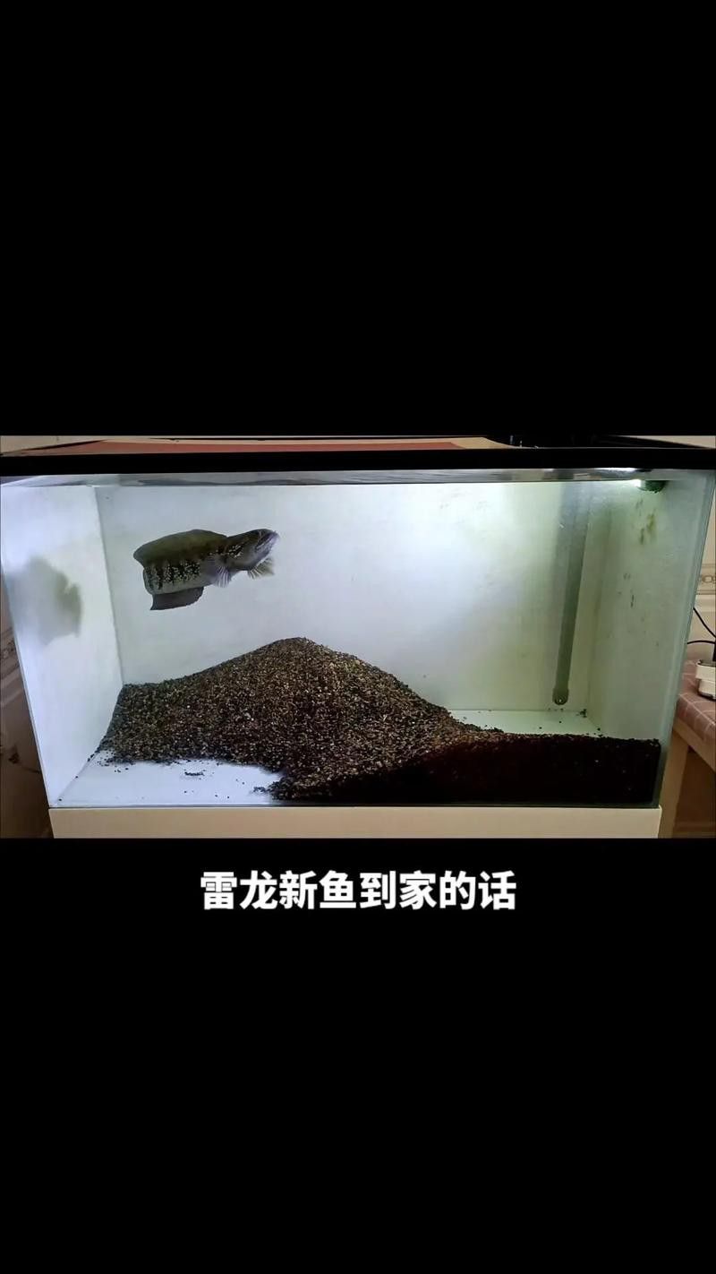 養龍魚是裸缸好還是放石頭好