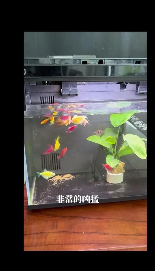養龍魚是裸缸好還是放石頭好