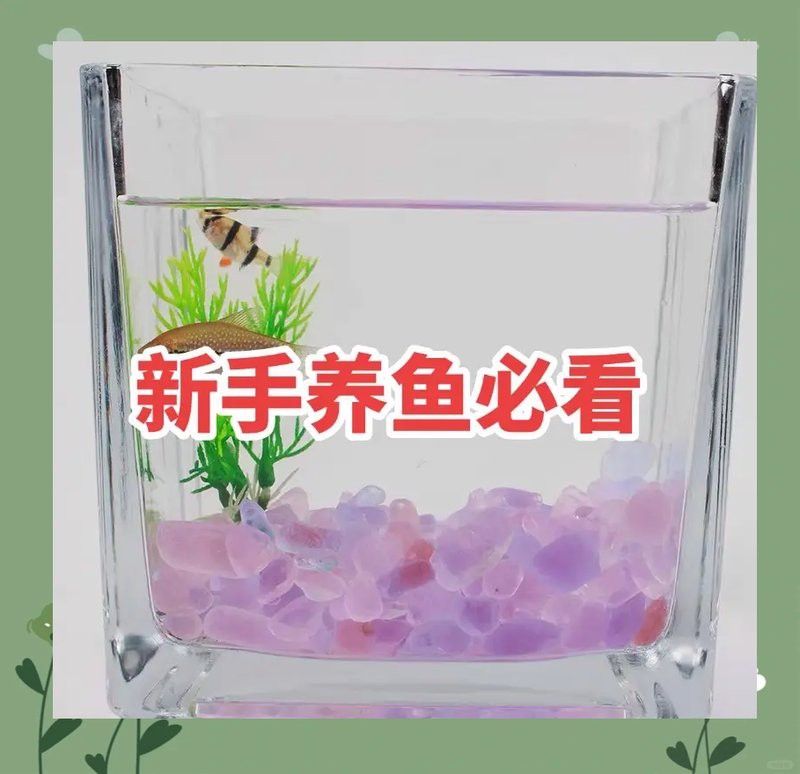 養龍魚是裸缸好還是放石頭好