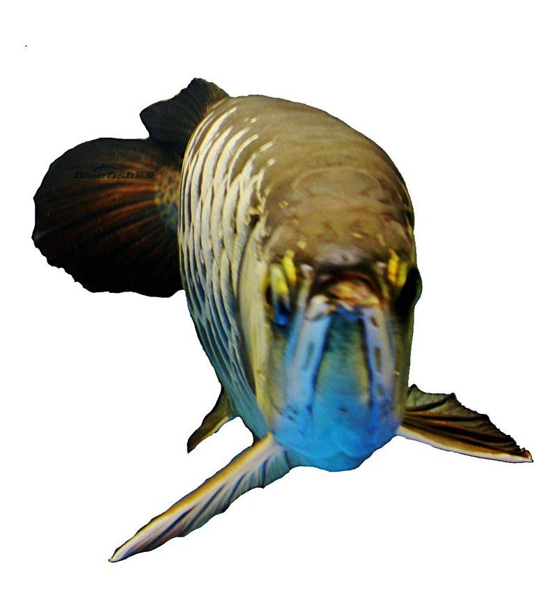 養龍魚是裸缸好還是放石頭好