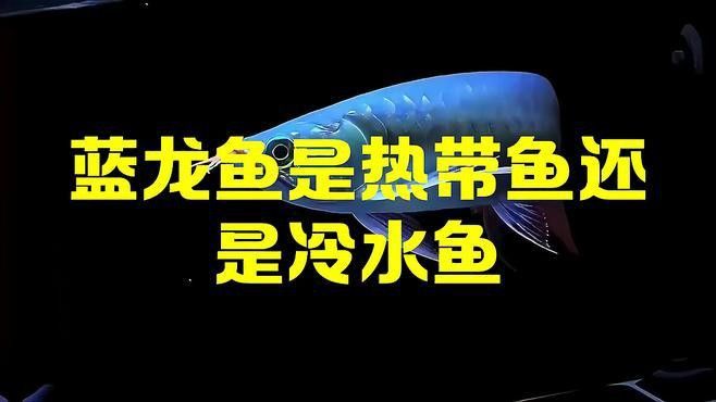 藍色龍魚價格 藍色龍魚價格 龍魚百科 第3張