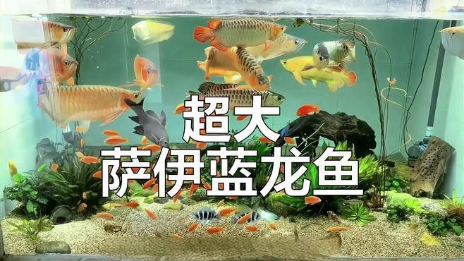 藍色龍魚價格 藍色龍魚價格 龍魚百科 第2張