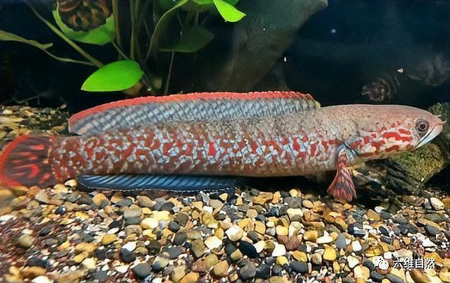 藍色龍魚價格 藍色龍魚價格 龍魚百科 第6張