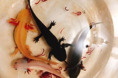 龍魚能不能吃海蝦？：關于龍魚吃海蝦的詳細信息