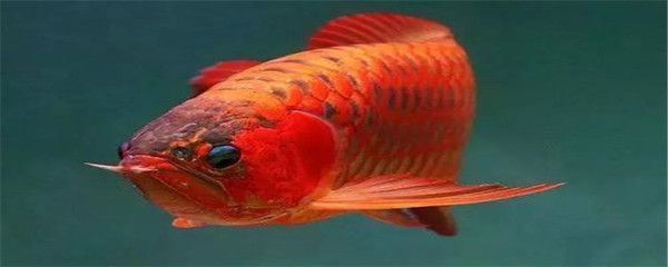 龍魚能不能吃海蝦？：關于龍魚吃海蝦的詳細信息