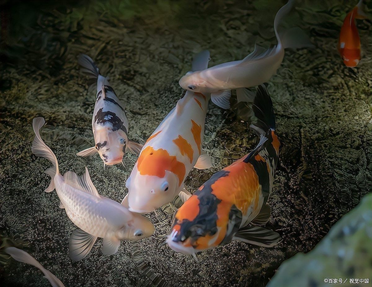 龍魚翻肚后需要停食嗎？