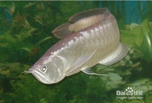 銀龍魚休息的時候會趴缸嗎