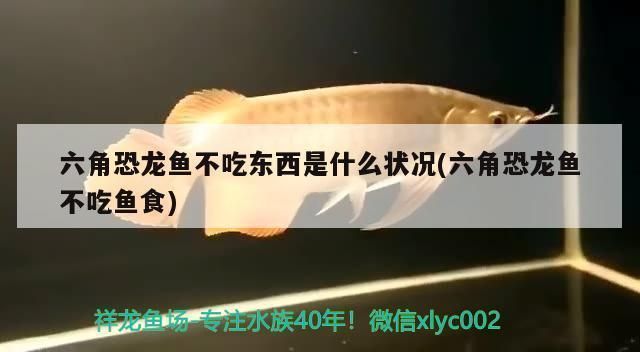 六角恐龍魚不吃東西怎么辦，六角恐龍魚不吃食可能有多種原因，包括環(huán)境變化、健康問題