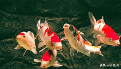 龍魚養幾條風水最好圖片：家庭養龍魚的風水布局技巧