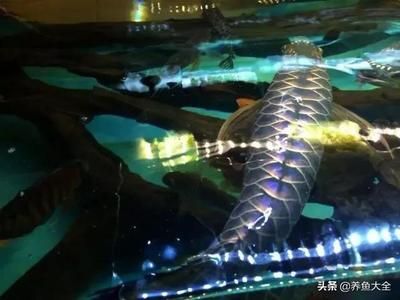 龍魚tds值的標(biāo)準(zhǔn)范圍是多少【龍魚tds值的標(biāo)準(zhǔn)范圍是多少龍魚養(yǎng)殖的水質(zhì)環(huán)境體系】