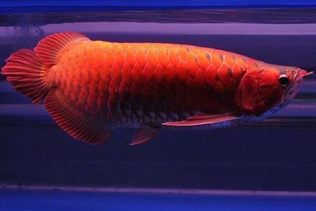龍魚能活多久：龍魚的壽命通常在5到10年左右，有些特別健康的個體甚至能活20年