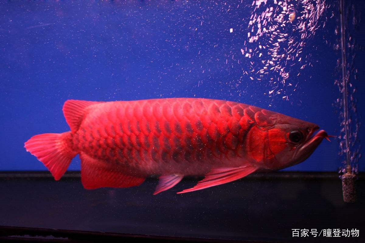 紅龍魚品種分類圖（紅龍魚品種分類知乎專欄紅龍魚品種分類知乎專欄） 紅龍魚品種分類圖（紅龍魚品種分類知乎專欄紅龍魚品種分類知乎專欄） 龍魚百科 第3張