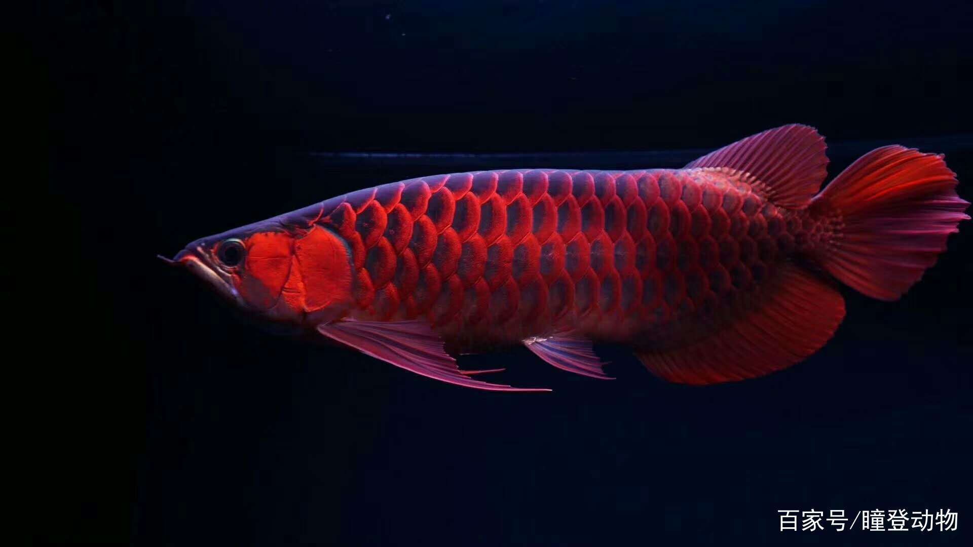 紅龍魚品種分類圖（紅龍魚品種分類知乎專欄紅龍魚品種分類知乎專欄） 紅龍魚品種分類圖（紅龍魚品種分類知乎專欄紅龍魚品種分類知乎專欄） 龍魚百科 第6張