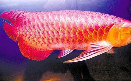 紅龍魚品種分類圖（紅龍魚品種分類知乎專欄紅龍魚品種分類知乎專欄） 紅龍魚品種分類圖（紅龍魚品種分類知乎專欄紅龍魚品種分類知乎專欄） 龍魚百科 第5張