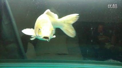 錦鯉和龍魚混養好不好：錦鯉和龍魚是否適合混養