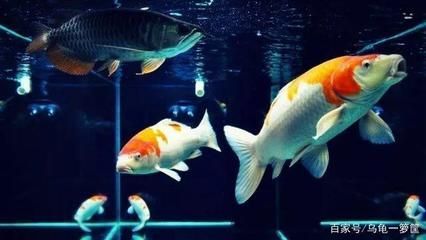 錦鯉和龍魚混養好不好：錦鯉和龍魚是否適合混養