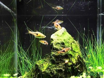 龍魚喂活食為什么容易掉眼：龍魚喂活食容易掉眼的原因 龍魚喂活食為什么容易掉眼：龍魚喂活食容易掉眼的原因 龍魚百科 第2張