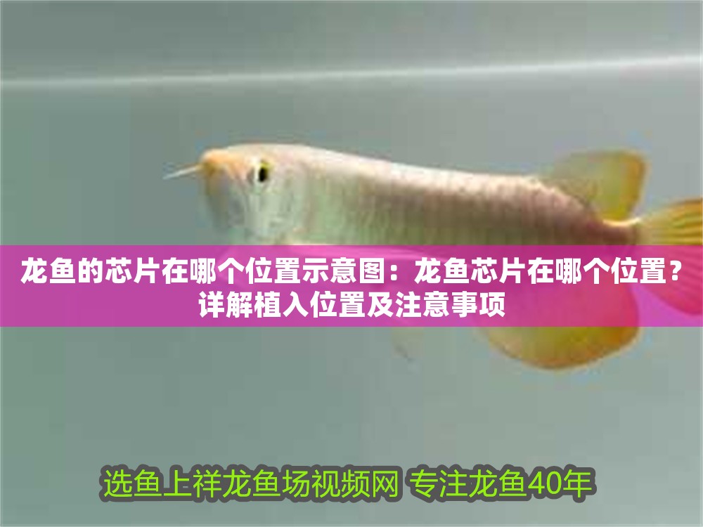龍魚的芯片在哪個位置示意圖：龍魚芯片在哪個位置？詳解植入位置及注意事項 龍魚的芯片在哪個位置示意圖：龍魚芯片在哪個位置？詳解植入位置及注意事項 龍魚百科 第1張