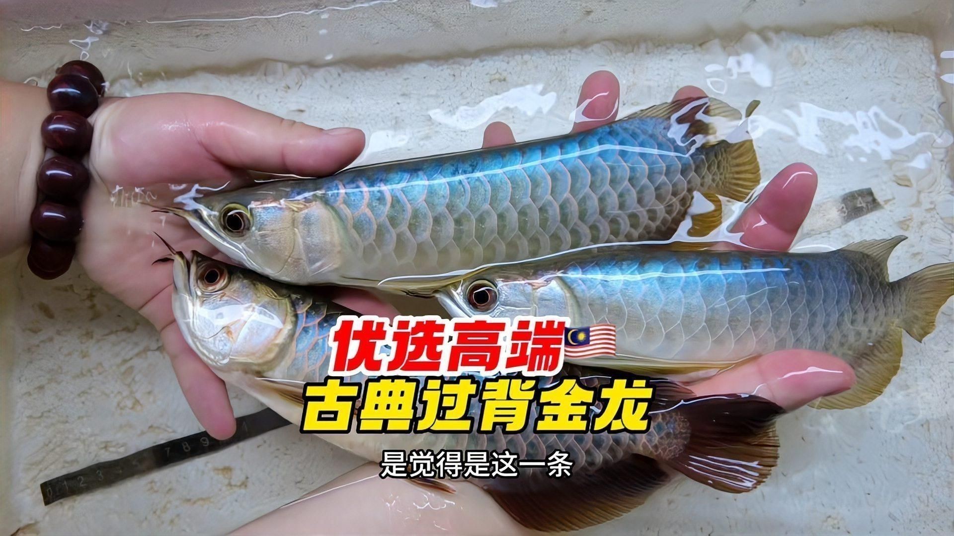 賽級(jí)古典藍(lán)底過背金龍