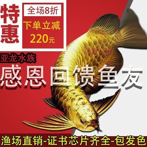 賽級(jí)古典藍(lán)底過背金龍