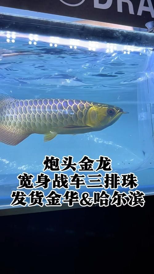 賽級(jí)古典藍(lán)底過背金龍