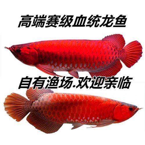 賽級(jí)古典藍(lán)底過背金龍