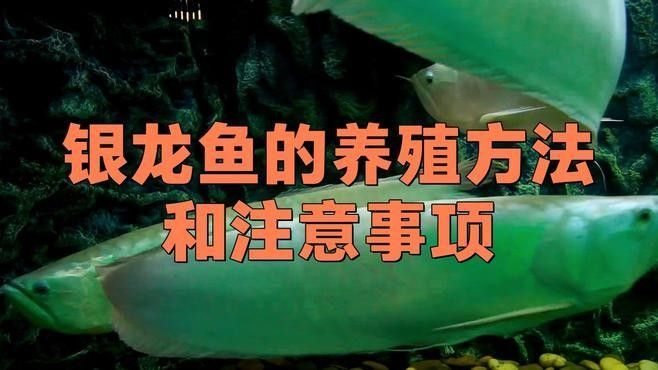 銀龍魚養殖技術有哪些突破？ 銀龍魚養殖技術有哪些突破？ 龍魚百科
